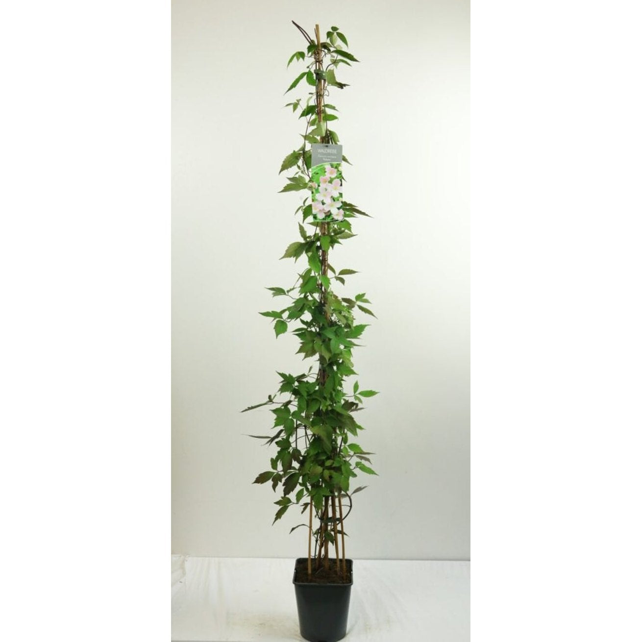 Klematis – Clematis montana rubens - C5 125-175 CM Stick